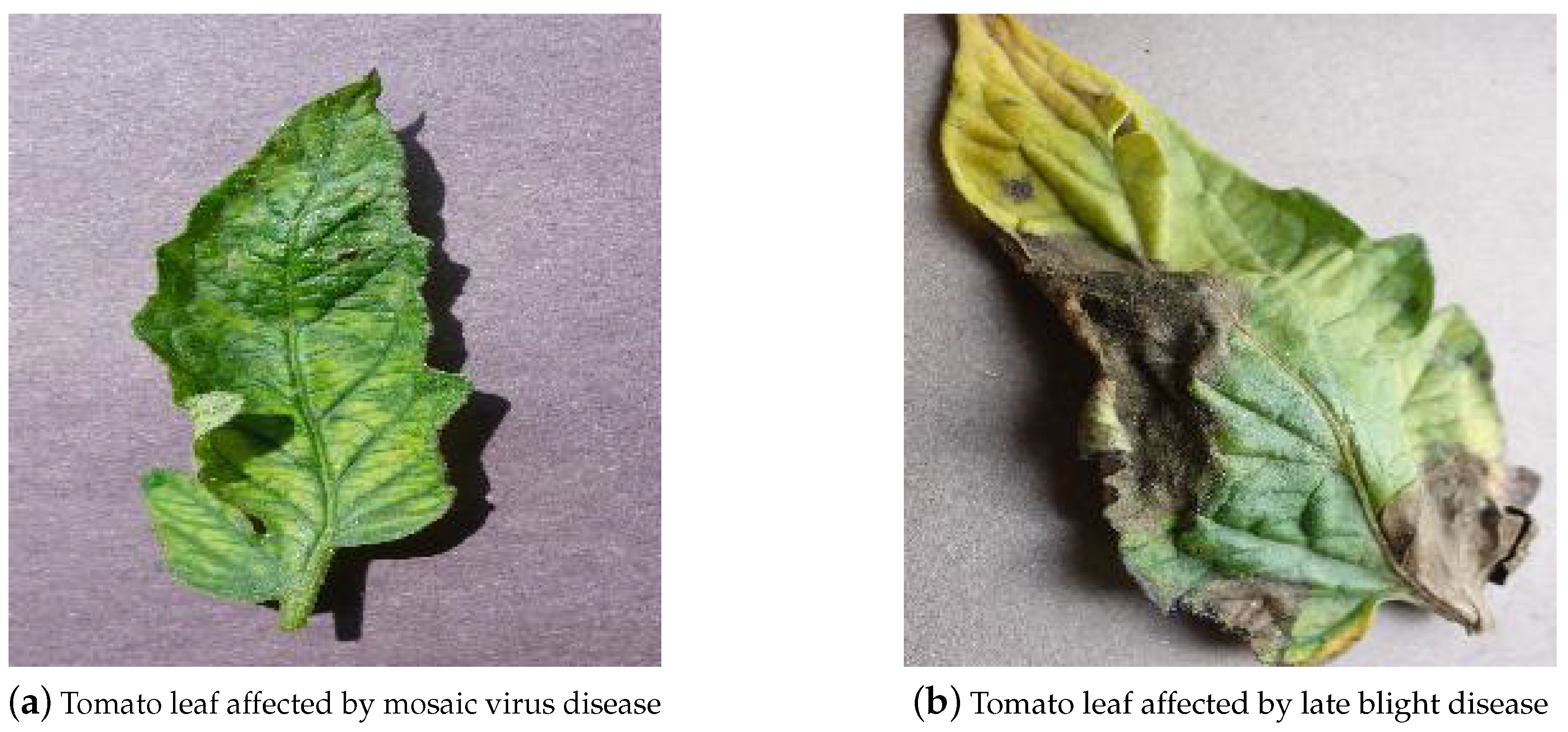 Crop Disease Prediction System project image