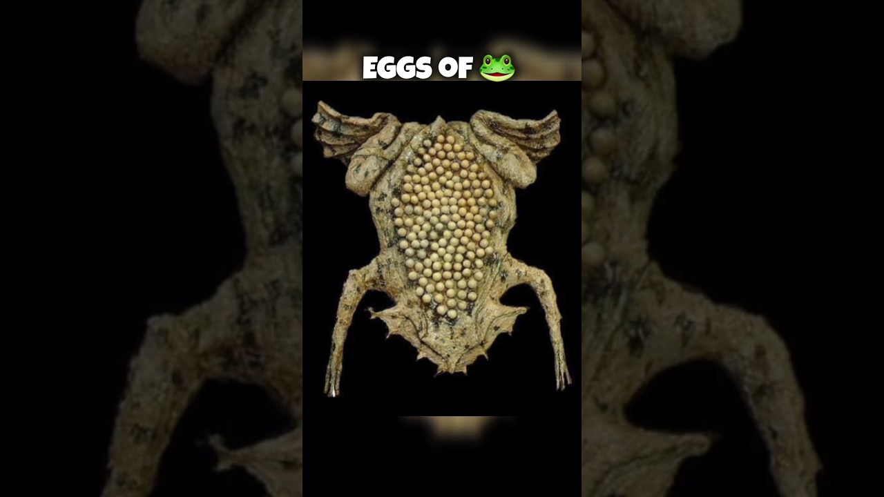 Achievement video 2 thumbnail